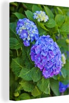 Gros plan d'un hortensia violet-bleu 30x40 cm - petit - Tirage photo sur toile (Décoration murale salon / chambre) / Peintures Fleurs sur toile