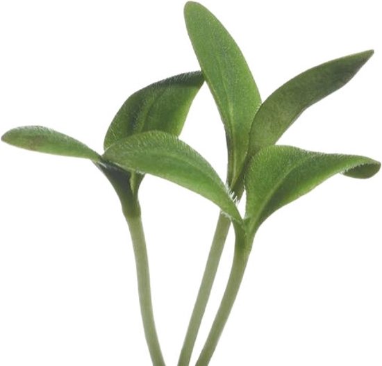 Buzzy® Microgreens, Borage (komkommerkruid) - Buzzy Seeds