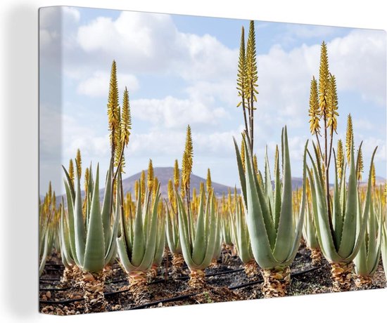Plantes médicinales d'aloe vera sur toile de Fuerteventura 30x20 cm - petit  - tirage... | bol.com