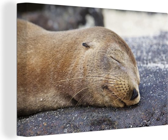 Tableau animaux de mer