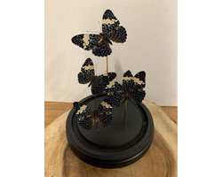 Omslag van Stolp met vlinders