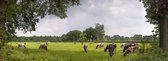 Fotobehang Kromme Rijn bij Rhijnauwen 350 x 260 cm