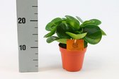 Kamerplant van Botanicly – Dwergpeper – Hoogte: 20 cm – Peperomia obtusifolia Green Gold