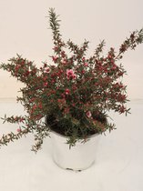 Kamerplant van Botanicly – Leptospermum – Hoogte: 45 cm
