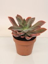 Kamerplant van Botanicly – Graptoveria Fred Ivas – Hoogte: 20 cm