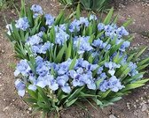 6x Dwergiris (Iris (P) 'Azurea') - P9 pot (9x9)