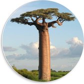 Forex Wandcirkel - Baobab Boom in Groot Grasveld - 30x30cm Foto op Wandcirkel (met ophangsysteem)