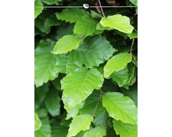 Groene Beuk Fagus sylvatica 125-150 cm Blote wortel, 50x Haagplant