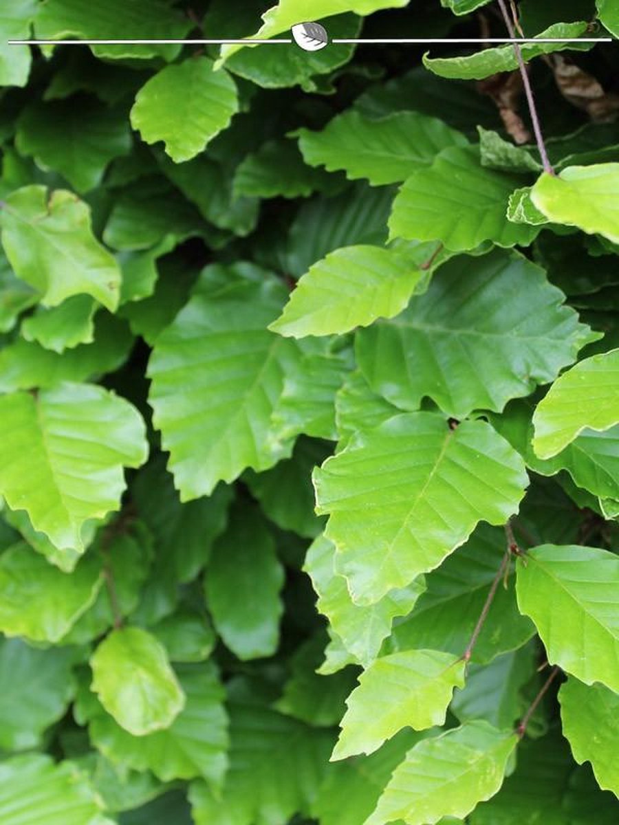 Groene Beuk Fagus sylvatica 150-175 cm Blote wortel, 180x Haagplant
