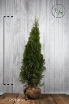 10 stuks | Westerse Levensboom 'Smaragd' Kluit 125-150 cm Extra kwaliteit - Weinig onderhoud - Compacte groei - Langzame groeier