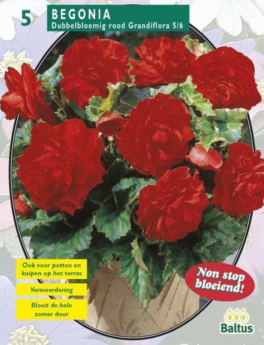 2 stuks Begonia Dubbel Rood per 5