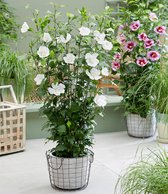 Zuilvorm Hibiscus ‘Flower Tower White’ 60-80 cm hoog, in pot