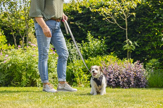 Een klein, wit met bruin gevlekt hondje in een zwart tuigje, zittend in het gras met een grijze riem.