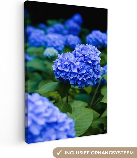 Canvas schilderij 90x140 cm - Wanddecoratie Close up blauwe hortensia bloemen - Muurdecoratie woonkamer - Slaapkamer decoratie - Kamer accessoires - Schilderijen