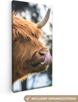 Tableau sur Toile Scottish Highlander - Nez - Arbre - 20x40 cm - Décoration murale