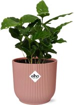 Groene plant – Koffieplant (Coffea Arabica) met bloempot – Hoogte: 20 cm – van Botanicly