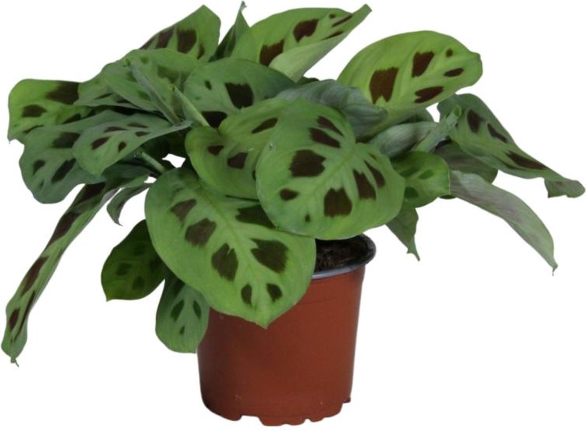 BOTANICLY Maranta – Pijlwortel (Maranta Leuconeura Kerchoveana) – Hoogte: 30 cm – van