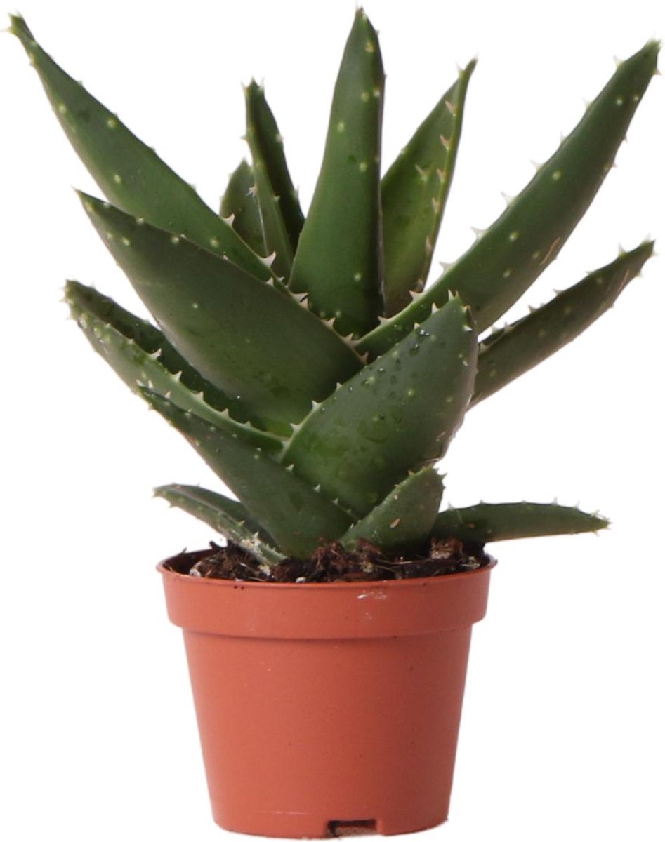 BOTANICLY Vetplant – Aloë Kortbladig (Aloë Brevifolia) – Hoogte: 14 cm – van