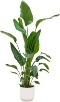Trendyplants - Strelitzia Nicolai inclusief elho Vibes Fold Round wit - 160 cm - Ø30cm