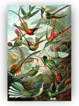 Trochilidae - Ernst Haeckel schilderij - Kinderkamer glas schilderij - Schilderijen Kinderkamer - Schilderijen op glas industrieel - Acrylaat - Woonaccessoires - 80 x 120 cm 5mm