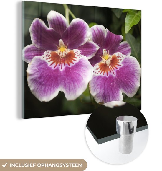 ® Glasschilderij 40x30 cm - Schilderij acrylglas - Wilde orchidee - Foto op glas - Muurdecoratie woonkamer - Wanddecoratie slaapkamer - Schilderijen
