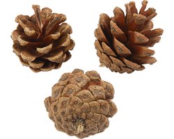 Dennenappels - Natuurlijk Materiaal - 500 gr
