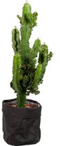 Cactus van Botanicly – Cowboycactus met een zwarte paper-look pot als set – Hoogte: 59 cm – Euphorbia ingens