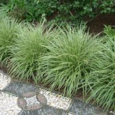 Carex Variegata - Zegge - 12 stuks - 9x9 cm pot