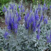 6 x Veronica Spicata Incana - Grijze Aarereprijs pot 9x9cm - Langbloeiende vaste plant met grijsgroen blad en blauwe bloemen