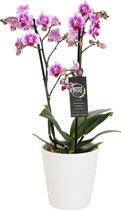 Orchidee van Botanicly – Vlinder orchidee in witte keramische pot als set – Hoogte: 45 cm, 2 takken, Roze-witte bloemen – Phalaenopsis Pixie