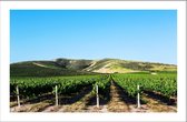 Walljar - Midwest Vineyard - Muurdecoratie - Poster