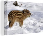 Jeune sanglier dans la neige 180x120 cm - Tirage photo sur toile (Décoration murale salon / chambre) / Animaux sauvages Peintures sur toile XXL / Groot format!