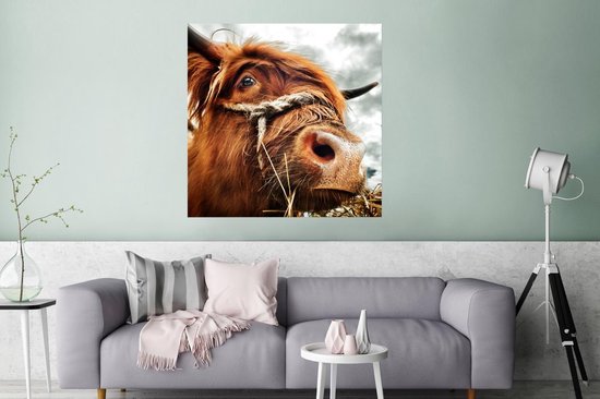 Poster Schotse Hooglander - Koeienkop - 75x75 cm