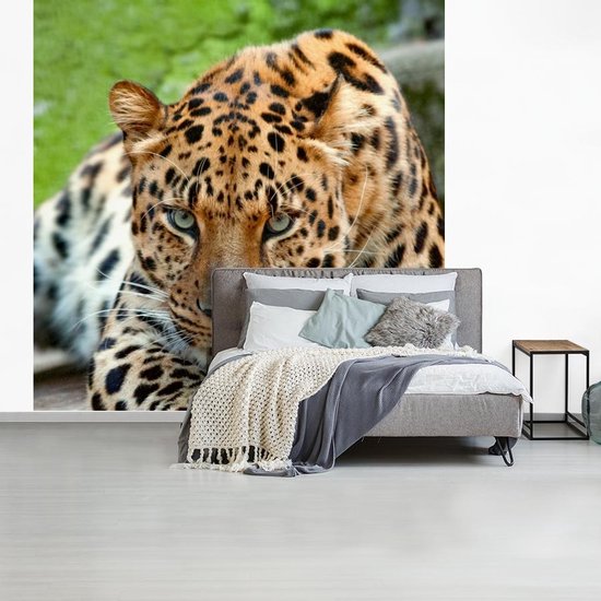 Papier peint - Papiers Papier peint photo Panthère - Chasse - Motifs - Largeur 220 cm x Hauteur 220 cm