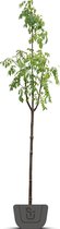 Bijenboom | Tetradium Daniellii | Stamomtrek: 4-6 cm