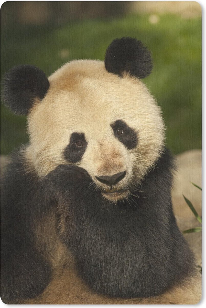 Panda - Dier - Wit