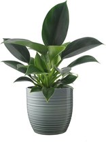 FloraExpert - Philodendron - 25 Cm - Ø 13