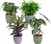 Combibox hippe kamerplanten in trendy keramiek – ↨ 25cm – ⌀ 12cm
