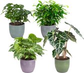 Kamerplanten van Botanicly – 4 × Ficus, Koffieplant, Olifantsoor of Skeletplant, Syngonium Arrow – Hoogte: 25 cm – Ficus, Coffea, Alocasia, Syngonium