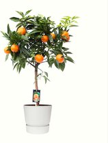 Fruitgewas van Botanicly – Citrus Orange in witte ELHO plastic pot als set – Hoogte: 85 cm