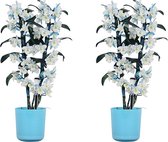 Orchideeën van Botanicly – 2 × Bamboe Orchidee incl. sierpot blauw als set – Hoogte: 50 cm, 2 takken – Dendrobium Make Upz Blue