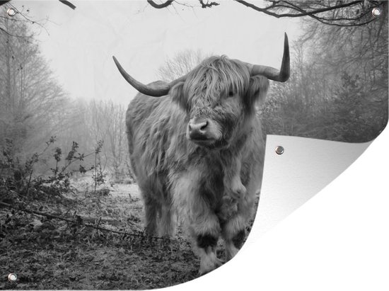 Tuinschilderij Schotse hooglander - Natuur - Herfst - Dieren - Wild - Bos - 80x60 cm - Tuinposter - Tuindoek - Buitenposter