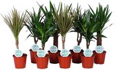 Kamerplanten van Botanicly – 8 × Drakenboom – Hoogte: 50 cm – Dracaena Marginata Bicolor