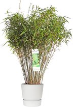 Gras van Botanicly – Fargesia bamboe in witte ELHO plastic pot als set – Hoogte: 80 cm – Fargesia rufa