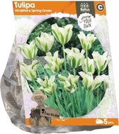 Plantenwinkel Tulipa Viridiflora Spring Green tulpen bloembollen per 5 stuks