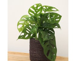 Monstera Monkey Leaf - 25cm