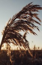 Canvas Schilderij Pampas Grass