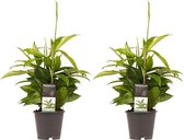 Dracaena 2 stuks - Drakenplant - Dracaena Surculosa - Hoogte: ↑ 45 cm - Zon - Waterbehoefte: Gemiddeld - diameter pot: 12 cm Dracaena Surculosa