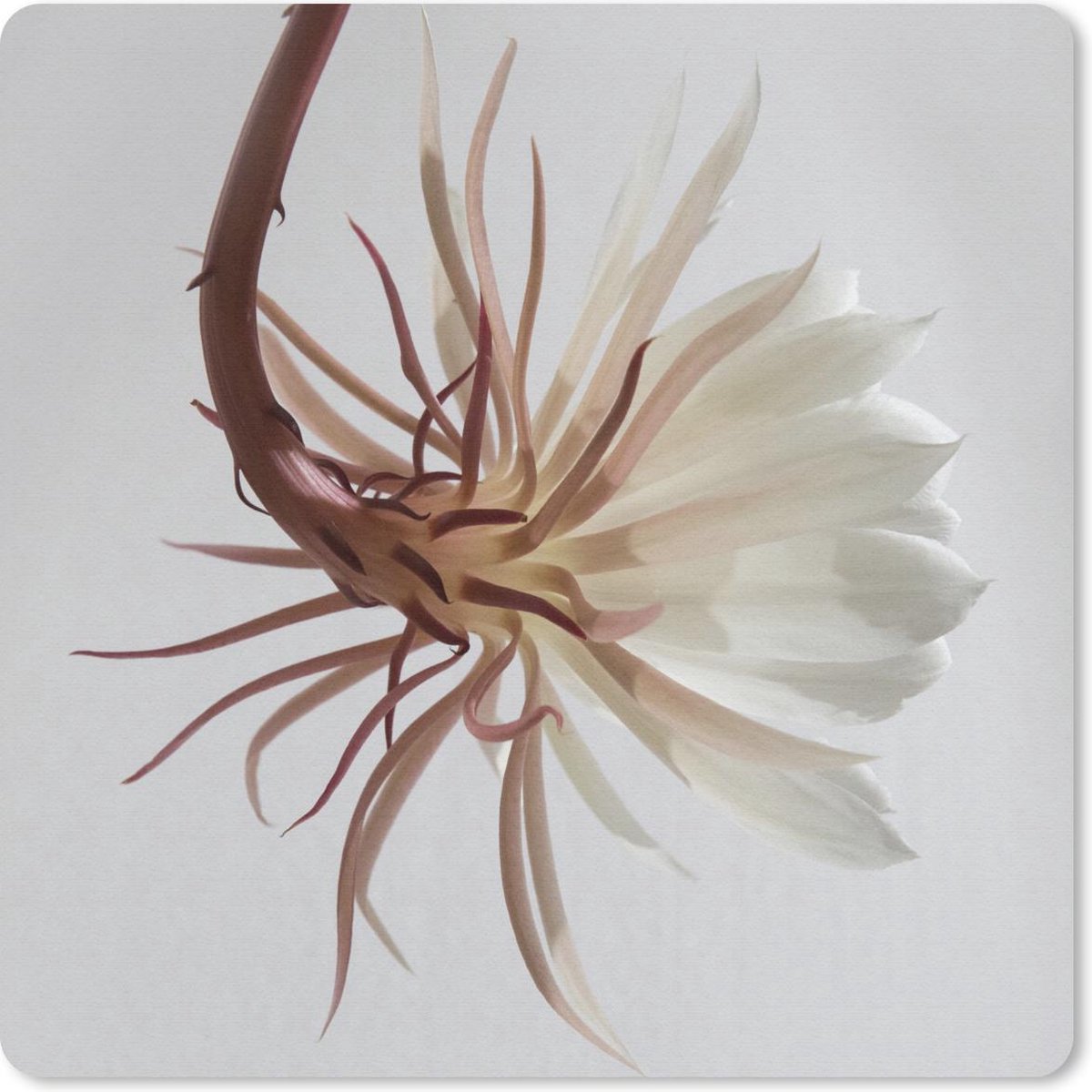 Muismat 20x20 cm - Mousepad Bloemen - Bladeren - Wit - Muismatten