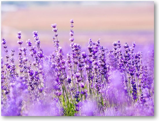Paars Lavendel in Lavendelveld - 40x30 Canvas Liggend - Bloemen - Natuur